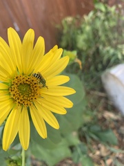 Agapostemon virescens