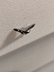 Desmia funeralis