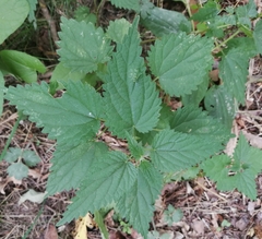 Urtica dioica