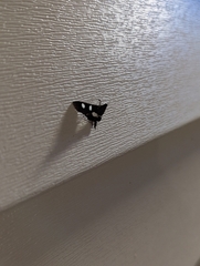 Desmia funeralis