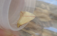 Rhodometra sacraria