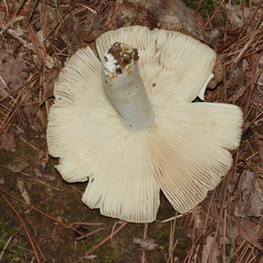 Agaricales