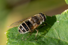 Eristalis