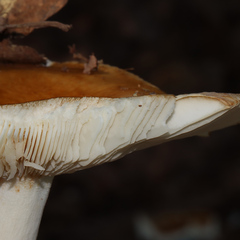 Agaricales
