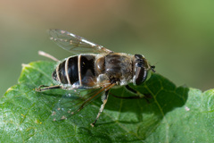 Eristalis