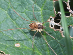 Mitopus morio