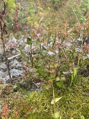 Vaccinium myrtillus
