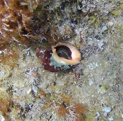Stramonita haemastoma
