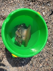 Cotylorhiza tuberculata