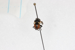 Gymnosoma