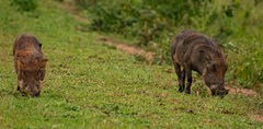 Phacochoerus africanus massaicus