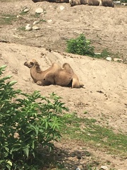 Camelus bactrianus