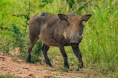 Phacochoerus africanus massaicus
