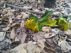 Deplanchea tetraphylla