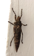 Insecta