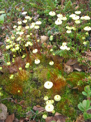 Splachnum luteum