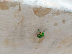 Chrysocoris