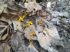 Deplanchea tetraphylla