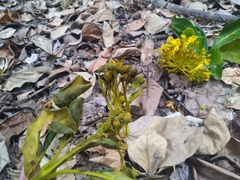 Deplanchea tetraphylla