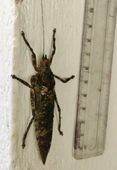 Insecta