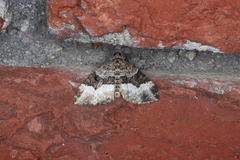 Euphyia intermediata