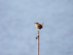 Troglodytes troglodytes