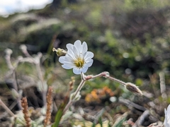 Cerastium