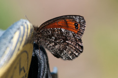 Erebia montanus