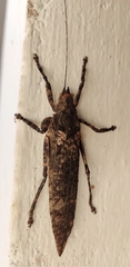 Insecta