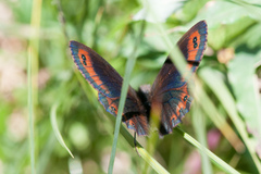 Erebia montanus