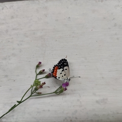 Talicada nyseus