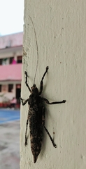 Insecta