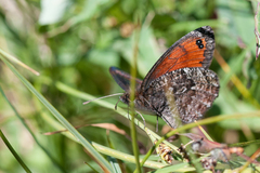 Erebia montanus