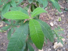 Alstonia muelleriana