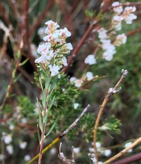 Leucopogon gracilis