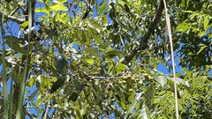 Diospyros japonica