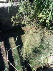 Artemisia manshurica