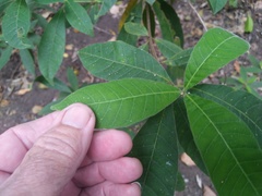 Alstonia muelleriana