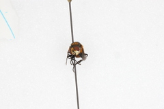 Gymnosoma