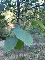 Tilia
