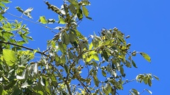 Diospyros japonica