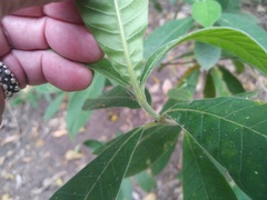 Alstonia muelleriana