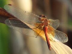 Sympetrum flaveolum