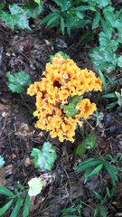 Cantharellus lateritius
