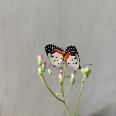 Talicada nyseus