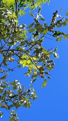 Diospyros japonica