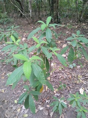 Alstonia muelleriana