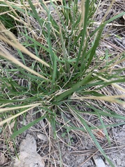 Poaceae