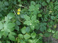 Impatiens parviflora