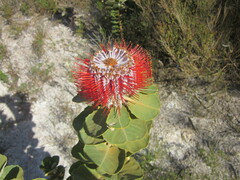 Banksia coccinea